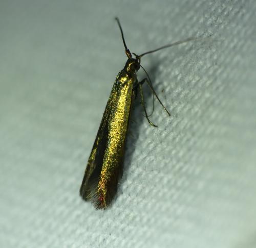 Coleophora alcyonipennella